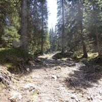 Waldweg am Stoderzinken