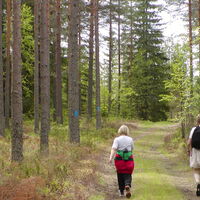 Haukvuoren-Runde