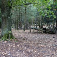 bei den Mammutbäume