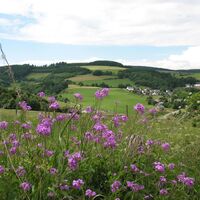 Medebacher Bergweg - Rundwanderung durch Medebach und seine Dörfer
