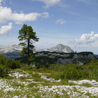 rechts vom Baum der Rinnerkogel