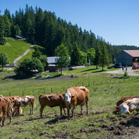 Gindelalm mit Rindervieher