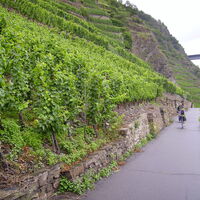 Radweg durch die Weinberge
