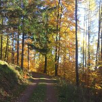 Herbstliche Stimmung am Mosbacher Marktweg