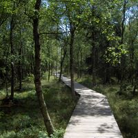 Ein Holzbohlenweg führt uns durch ein Wäldchen mit Karpatenbirken.