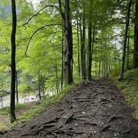 Weiter auf schönem und tlw wurzeligem Waldpfad