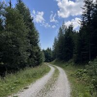 Danach auf knieschonendem Forstweg weiter (ab jetzt unmarkiert)