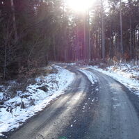 Forstweg Richtung Ammering