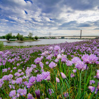 Blumenmeer am Rhein