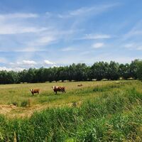 Weideflächen in dem Niedermoorgebiet des Drömlings