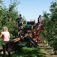 Apfelsortiermaschine