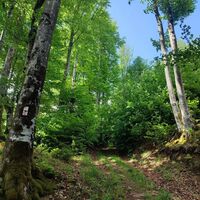Schattiger Hochwald
