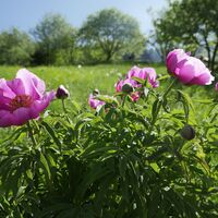 Pfingstrosen in voller Blüte in Dromaé