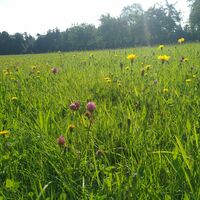 Blühende Wiesen begleiten einen Teil des Weges