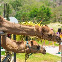 Kamelreiten im Tal der 1000 Palmen auf Gran Canaria