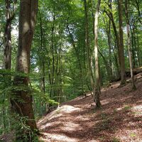 Pfad vom Kreuzberg Richtung Busche-Brunnen