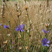 Kornblumen