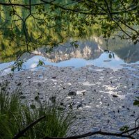 Seerosen am Alatsee