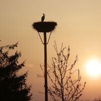 Weißstorch im Storchennest