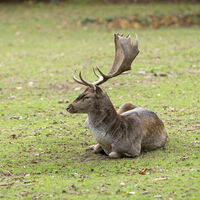 Wild- und Wanderpark Weiskirchen