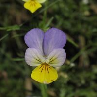 Ackerstiefmütterchen