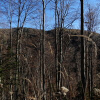 Unterberg