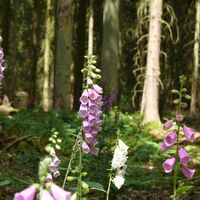 Im Sommer nahezu überall entlang der Tour zu finden: "Fingerhut"/Digitalis.