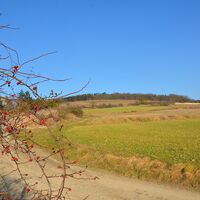 Weingärten Tullnerfeld