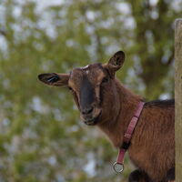 neugierige Ziege in Viersbrücken