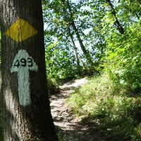 Waldweg nach Höfli