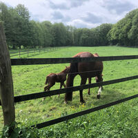 Pferdekoppel am Wegesrand