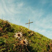 Silberdistel am Jugetkreuz