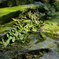 Kegelkopfmoos (Conocephalum conicum)