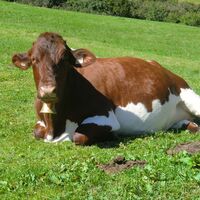 glückliche Rinder auf der Alm