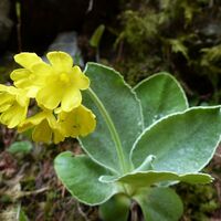 Petergstamm beim Raabursprung_Naturpark Almenland_Oststeiermark