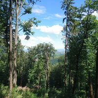 Zwischen den Bäumen kann man immer wieder einen Ausblick in die Rheinebene erharschen.