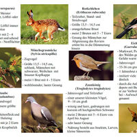 Infotafel Zwergenpfad Frauenwald
