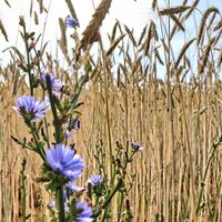 Kornblume vor Getreidefeld