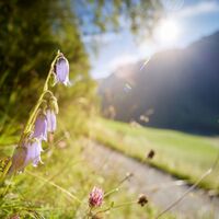 Bergmahderweg - Landschaft - Blumen