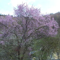 Blühender Baum