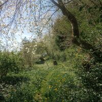 Wanderweg am Fürstensteig