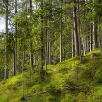 Wanderweg Hochleithenkopf - Pfad durch den Wald.jpg