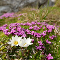 einfach schön wie die Alpenblumen die Felsszenerie verschönern