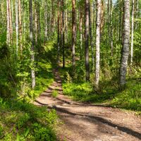 Waldweg