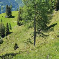 Himmelsleiter mit Blick auf Forststraße