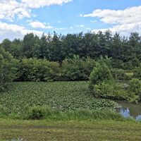 Wald mit Teich