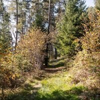 Diemersteig/Hohe Bank im Herbst