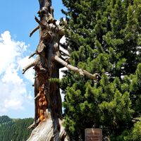 Der "Eterno" Baum