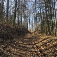 Waldweg Stadtwald Gerolstein