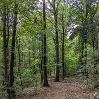 Wäldchen in der Nähe des Meugliano-Sees